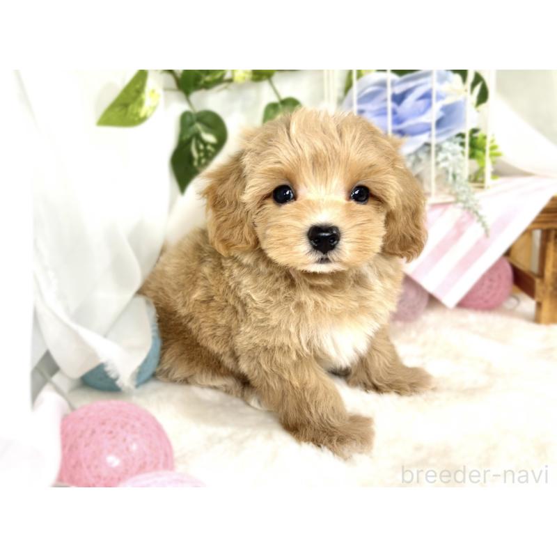 成約済の滋賀県のマルプー:マルチーズ×トイプードル-411759の3枚目